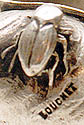 Louchet Signature